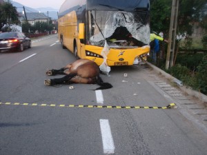 accident mortal autocar cal (2)