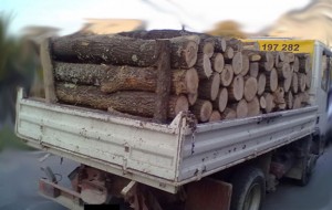 lemne-furt
