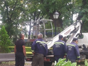 copaci protejati parc suceava (1)