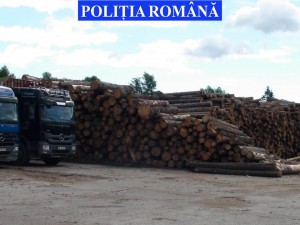 lemn confiscat (2)